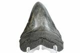 Fossil Megalodon Tooth - South Carolina #164987-1